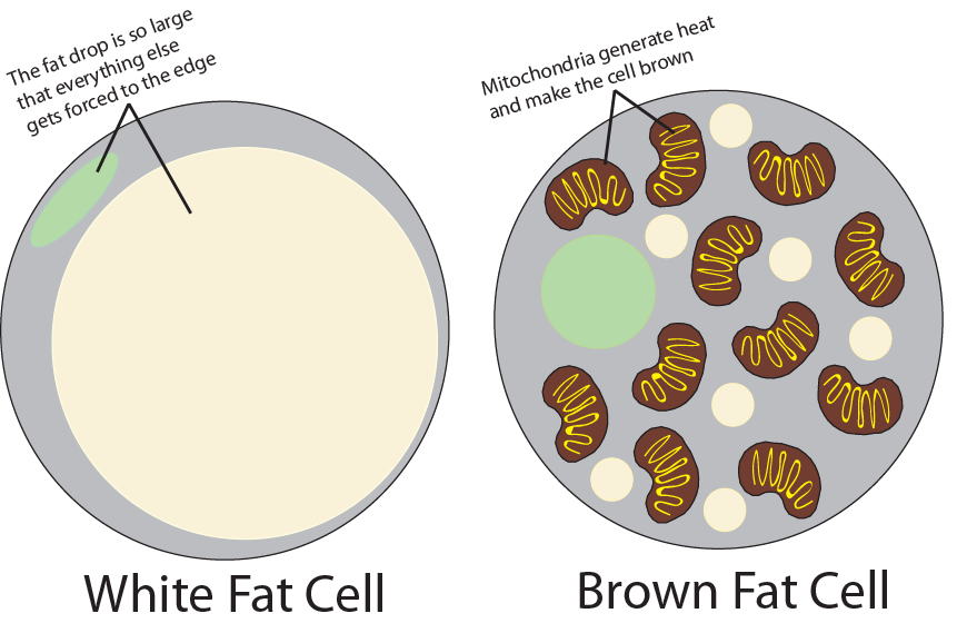Brown Body Fat 97